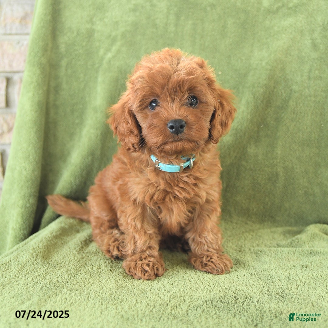 Cavapoo dogs for sale: Rascal - Image 3