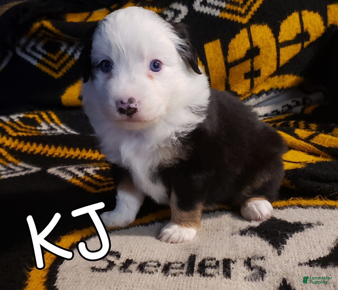 Miniature Australian Shepherd dogs for sale: Kj Kisses Jr - Image 1