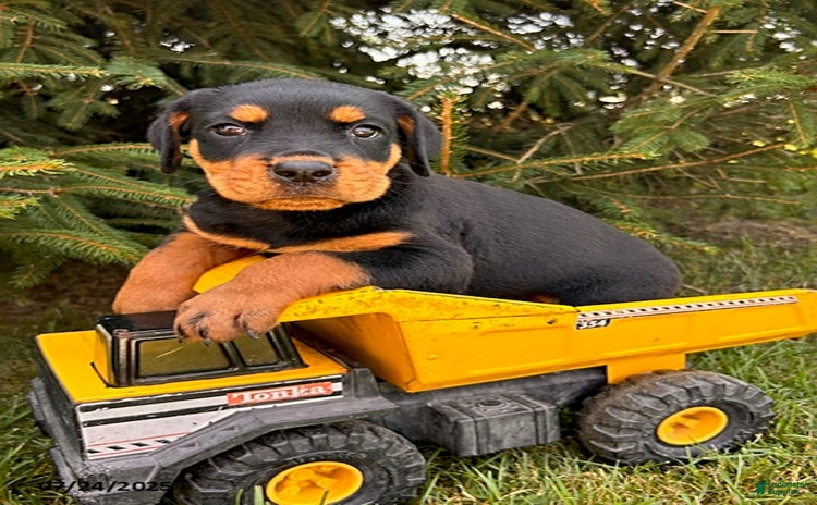 Rottweiler dogs for sale - Ad 4