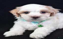 Maltipoo dogs for sale: Buddy - Image 5