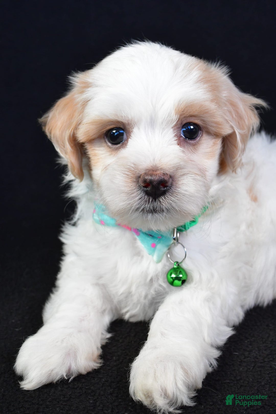 Maltipoo dogs for sale: Buddy - Image 5