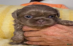Shih Tzu dogs for sale: Bubbles - Image 1