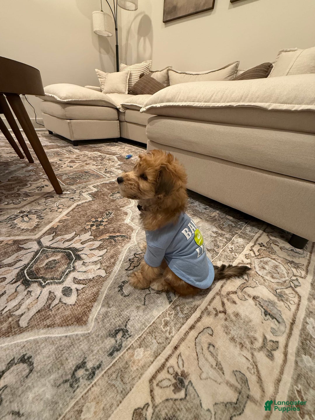 Mini Aussiedoodle dogs for sale: Louie - Image 2
