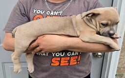 Staffordshire Bull Terrier dogs for sale: Hawks Penelope - Image 1