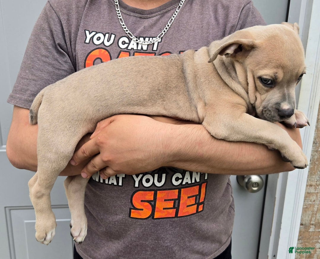 Staffordshire Bull Terrier dogs for sale: Hawks Penelope - Image 1
