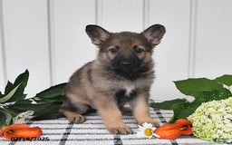 German Shepherd dogs for sale: Lulu - Image 4