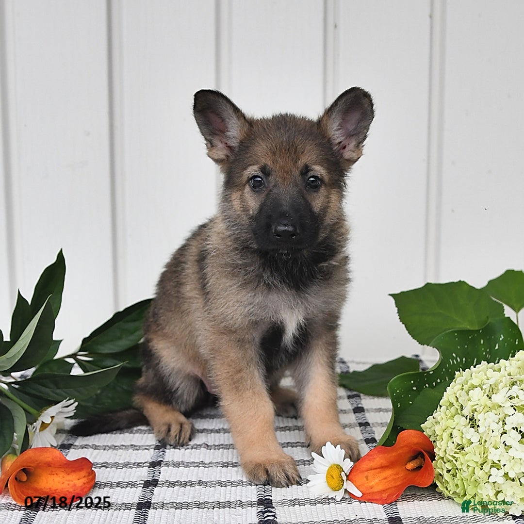 German Shepherd dogs for sale: Lulu - Image 4