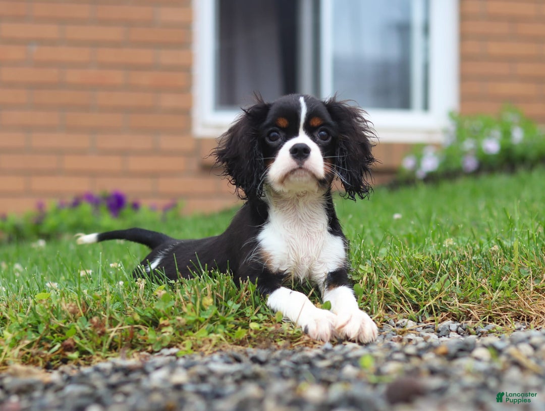Cavalier King Charles Spaniel dogs for sale: Victor - Image 6