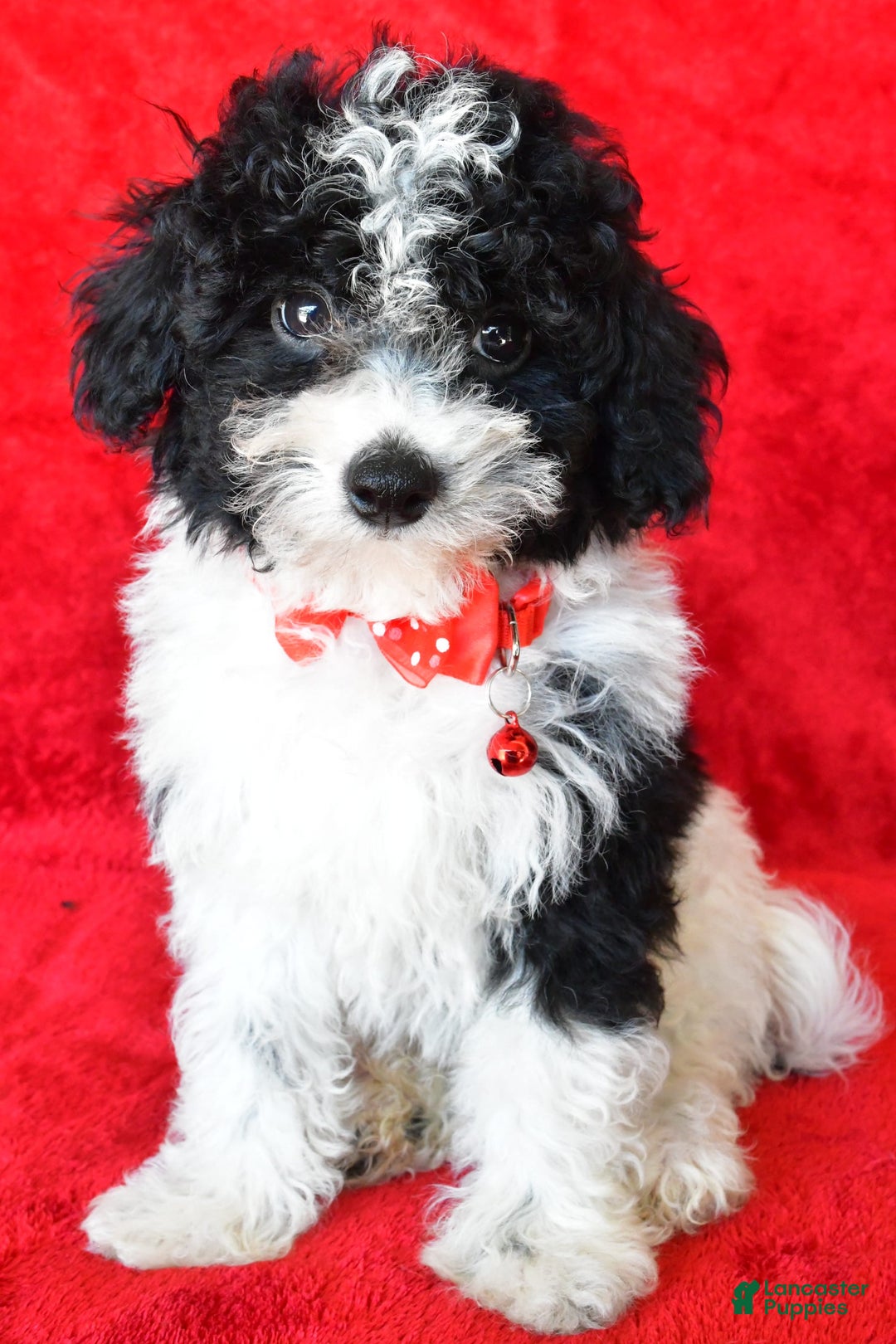 Shihpoo dogs for sale: Tommy - Image 1