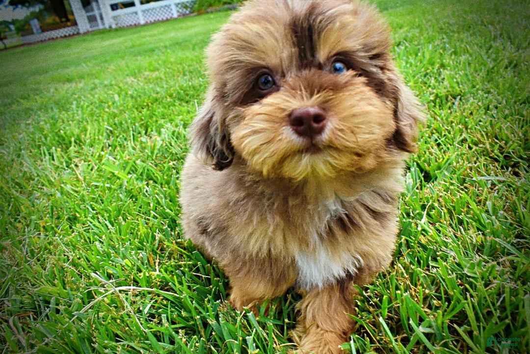 Havapoo dogs for sale: Domino - Image 11