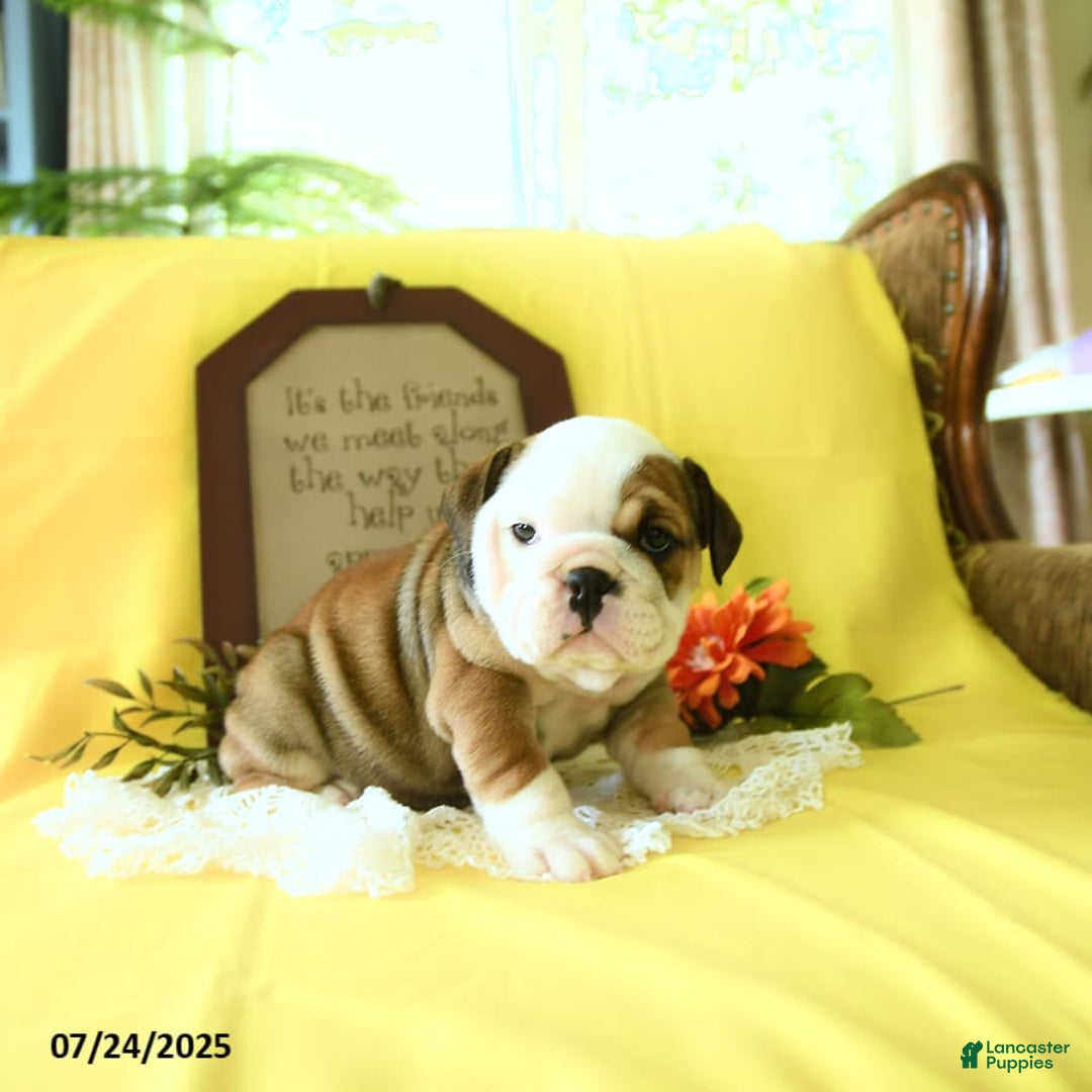 English Bulldog dogs for sale: Katrina - Image 10