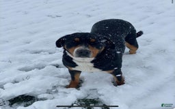 Greater Swiss Mountain Dog dogs for sale: Rivers - Image 6