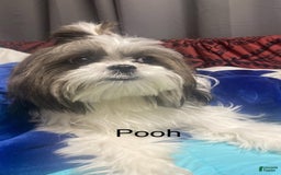 Shih Tzu dogs for sale: Ash - Image 8