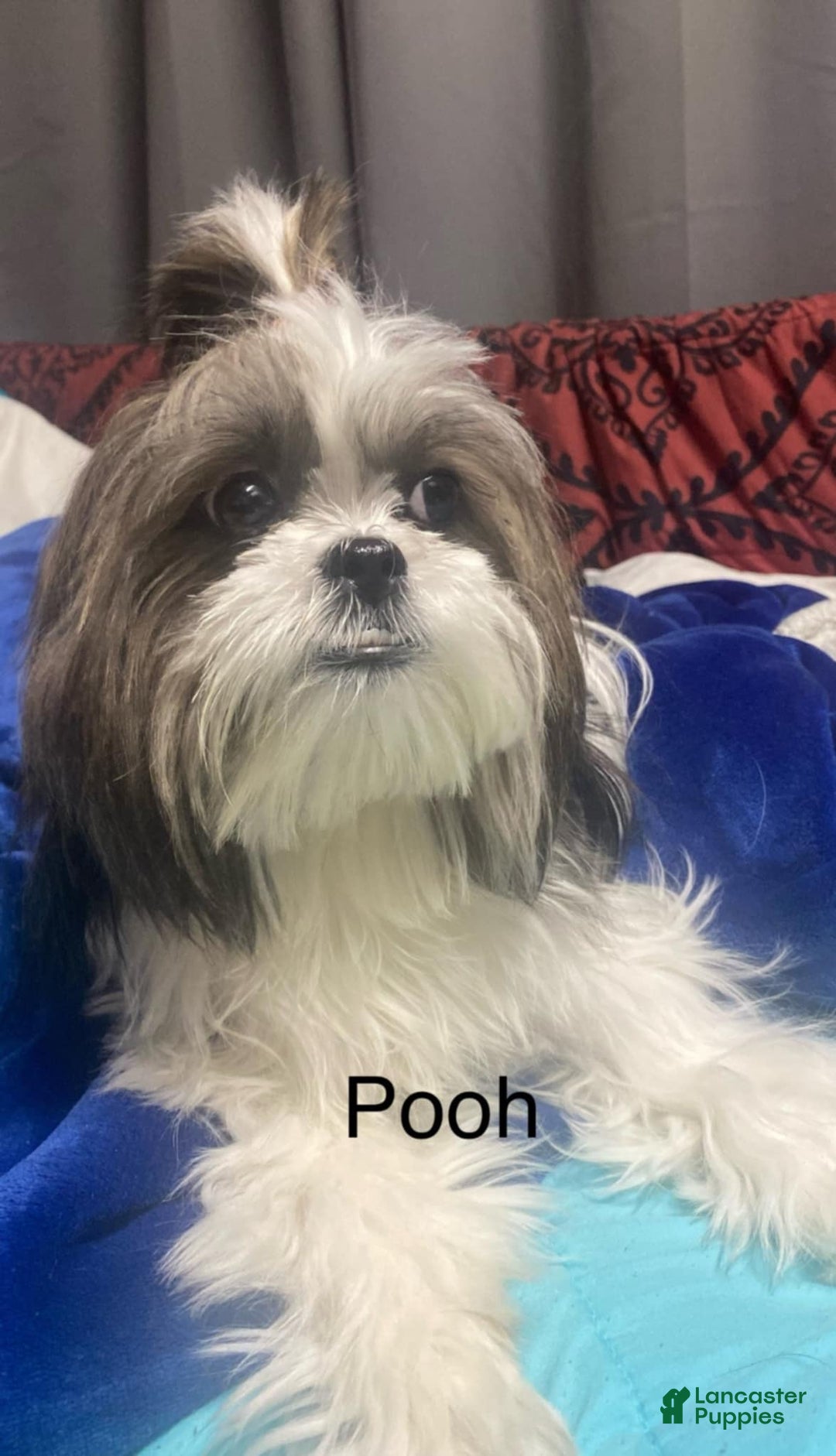 Shih Tzu dogs for sale: Ash - Image 8