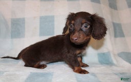Dachshund dogs for sale: Austin Mini - Image 8