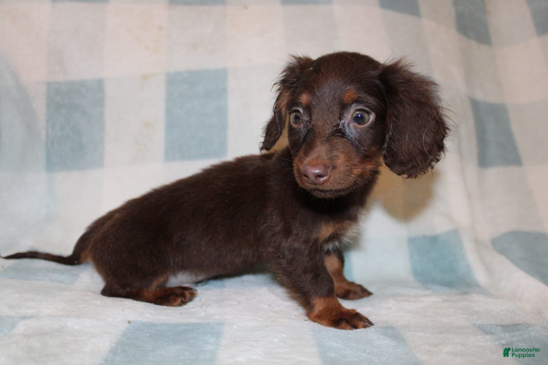 Dachshund dogs for sale: Austin Mini - Image 8