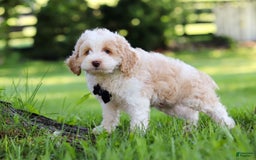 Cockapoo dogs for sale: Aero - Image 3