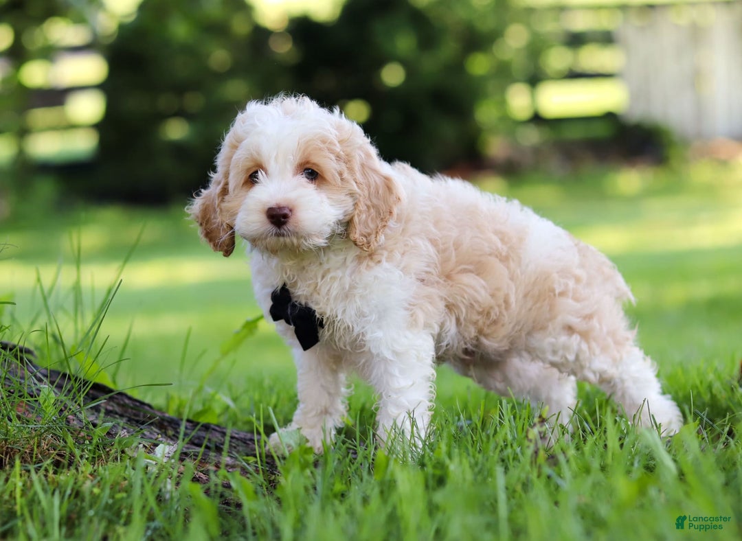 Cockapoo dogs for sale: Aero - Image 3