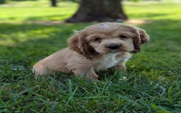 Cocker Spaniel dogs for sale: Sage - Image 2