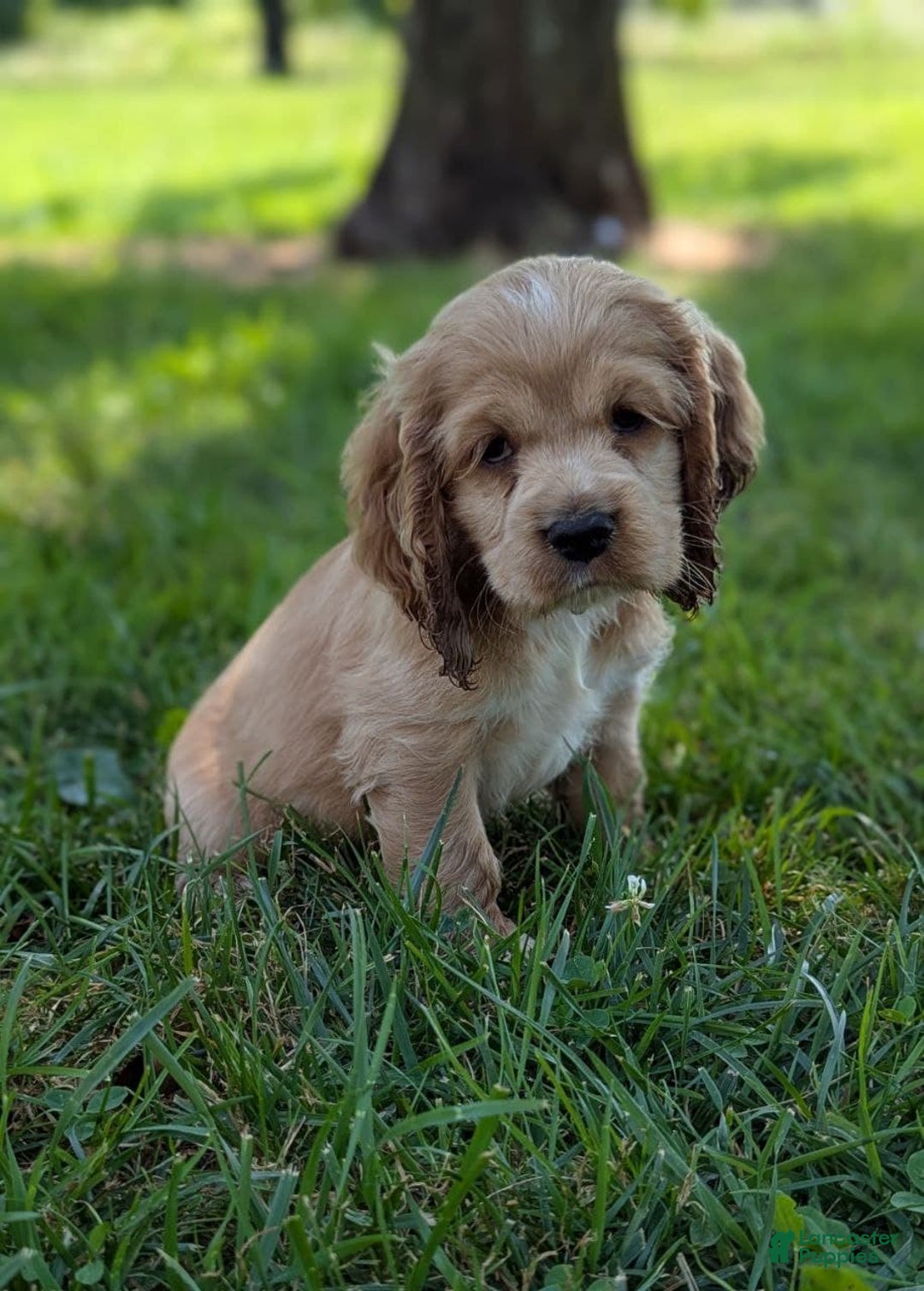 Cocker Spaniel dogs for sale: Sage - Image 2