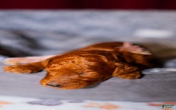 Standard Poodle dogs for sale: Cayenne Brown Collar Poodle - Image 1