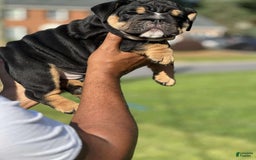 English Bulldog dogs for sale: Tank - Image 3