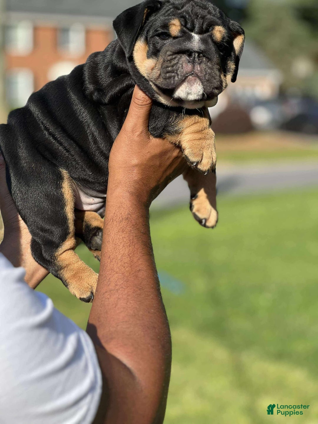 English Bulldog dogs for sale: Tank - Image 3