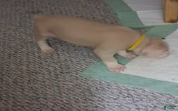 Doberman Pinscher dogs for sale: Yellow Collar - Image 4