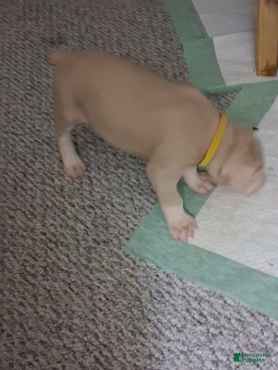 Doberman Pinscher dogs for sale: Yellow Collar - Image 4