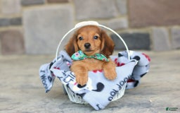 Miniature Dachshund dogs for sale: Queenie - Image 7