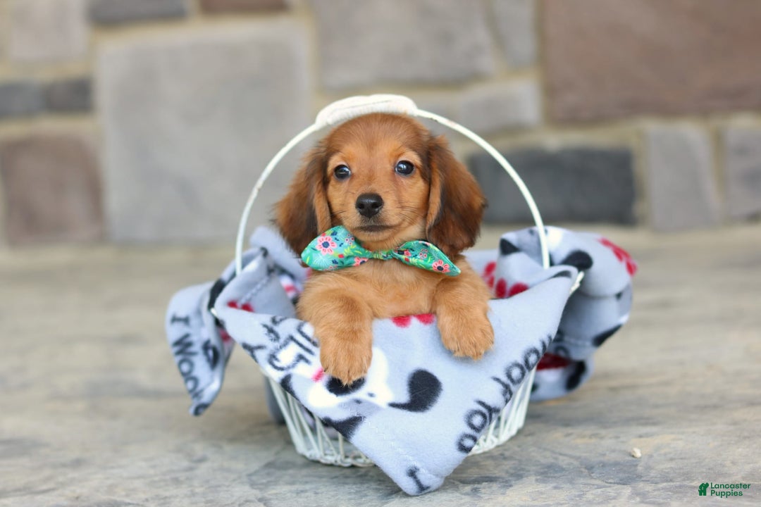 Miniature Dachshund dogs for sale: Queenie - Image 7