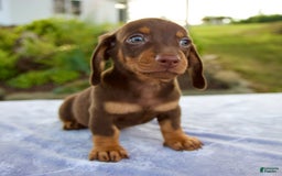 Miniature Dachshund dogs for sale: Fletcher - Image 2