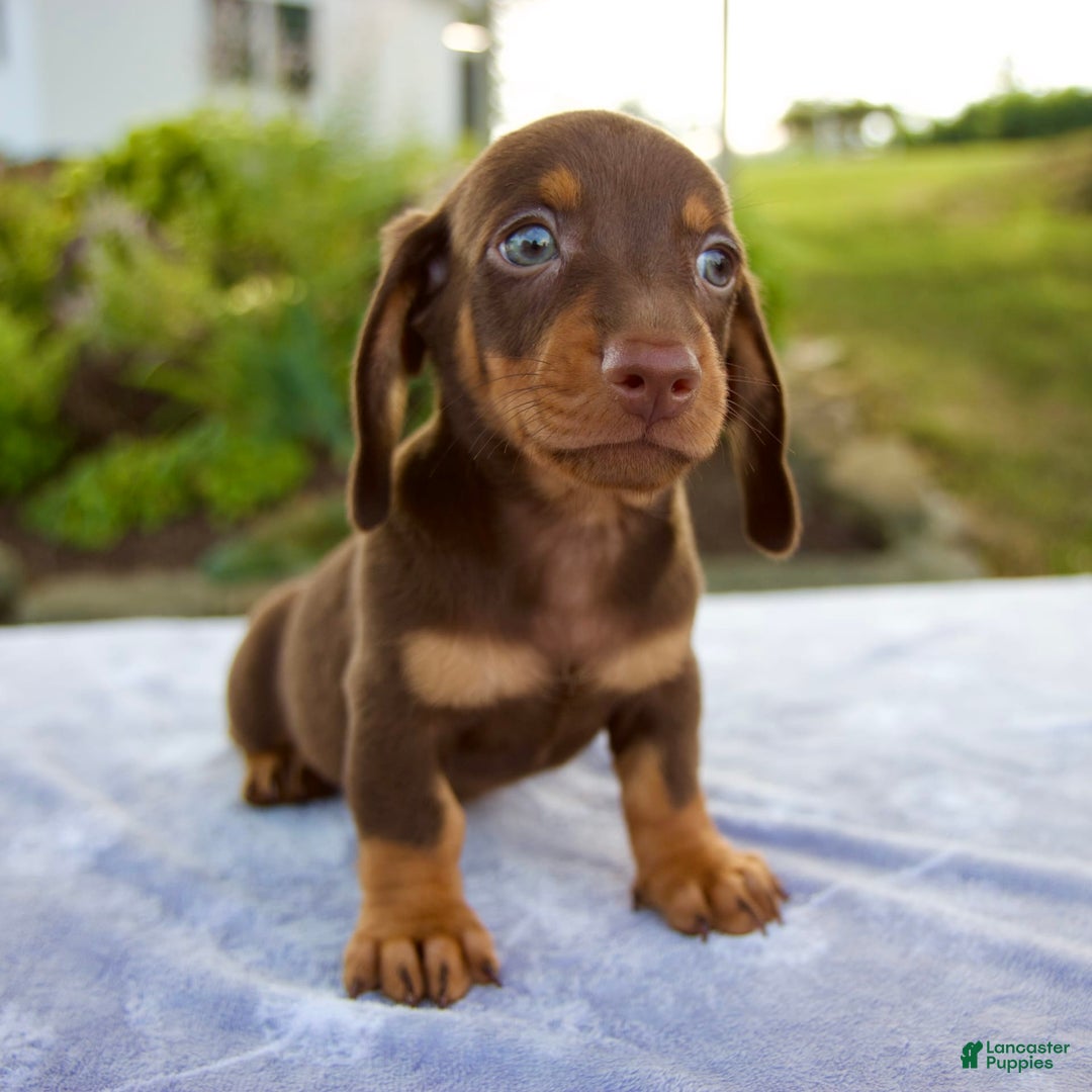 Miniature Dachshund dogs for sale: Fletcher - Image 2
