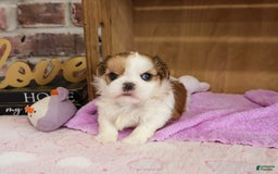 Shih Tzu dogs for sale: Masha - Image 2