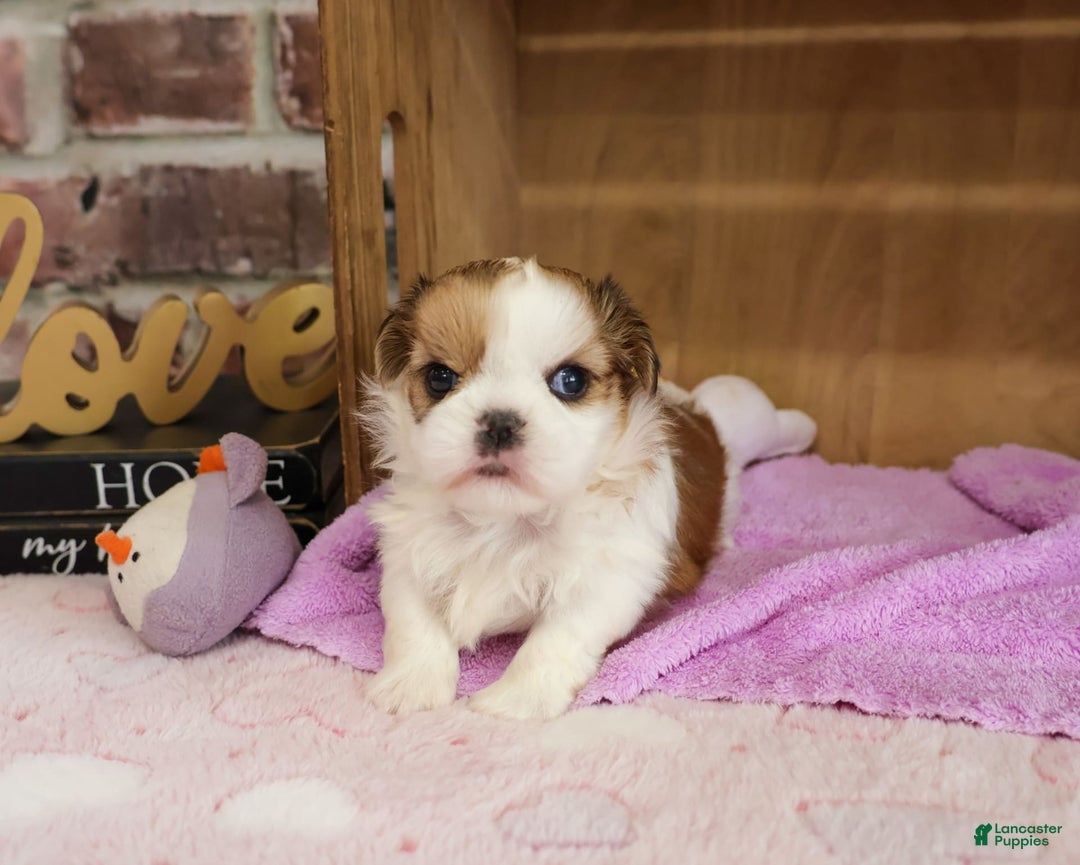 Shih Tzu dogs for sale: Masha - Image 2