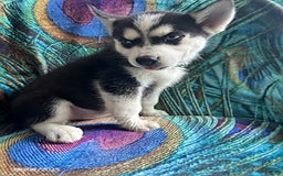 Pomsky dogs for sale: Raider - Image 5
