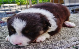 Border Collie dogs for sale: Allen - Image 7