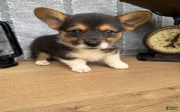 Welsh Corgi Pembroke dogs for sale: Chester - Image 1