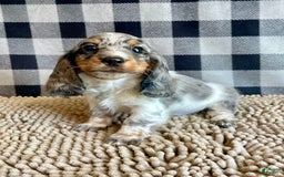 Dachshund dogs for sale: Daniel - Image 6