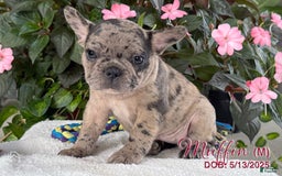 French Bulldog dogs for sale: French Bulldog 6 puppies - Image 4