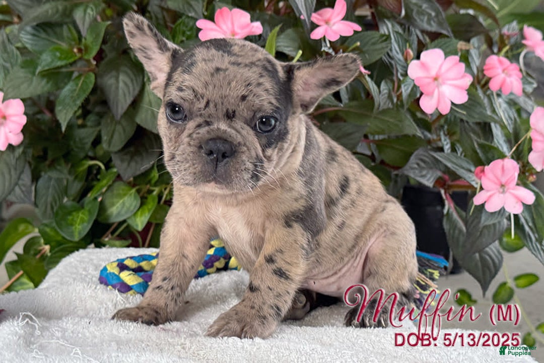 French Bulldog dogs for sale: French Bulldog 6 puppies - Image 4