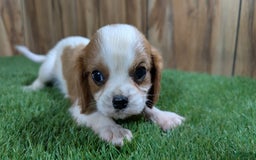Cavalier King Charles Spaniel dogs for sale: Stardust Boy 1 - Image 2