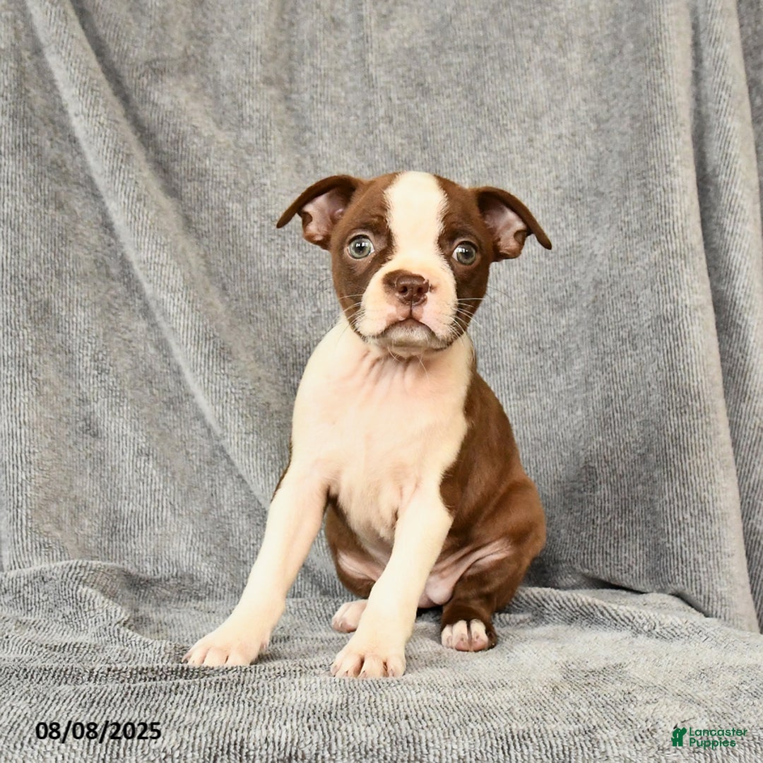 Boston Terrier dogs for sale: Boston Terrier 5 puppies - Image 26