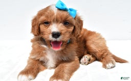Mini Goldendoodle dogs for sale: Toby - Image 8