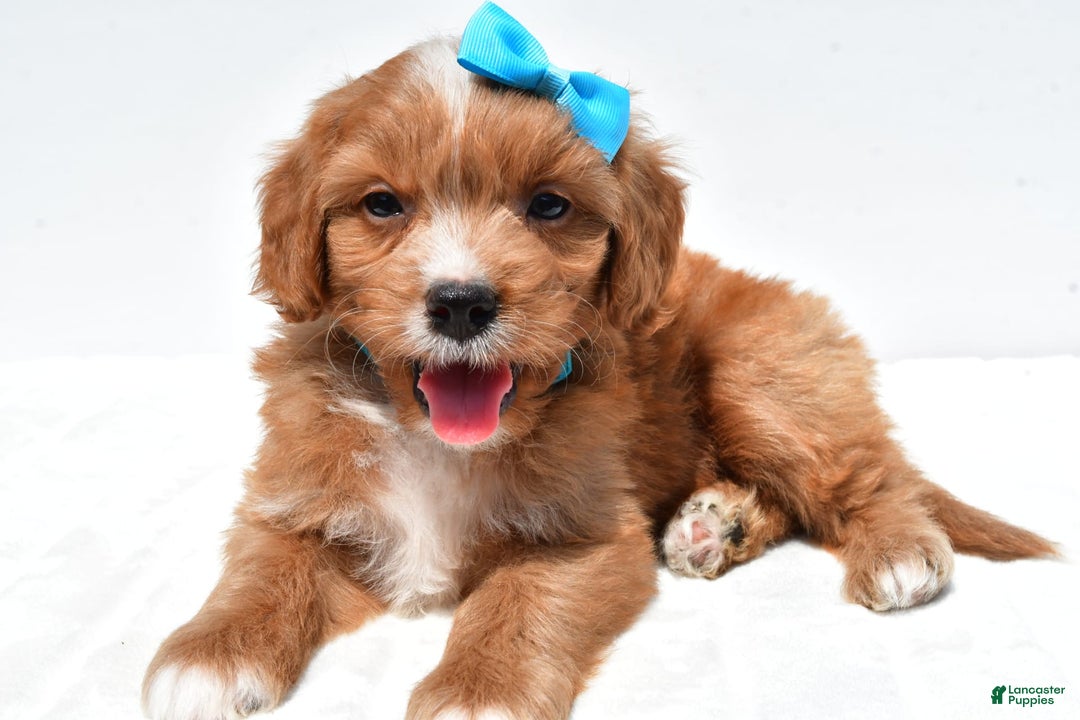 Mini Goldendoodle dogs for sale: Toby - Image 8