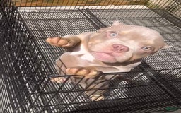 American Bully dogs for sale: Lance - Image 14