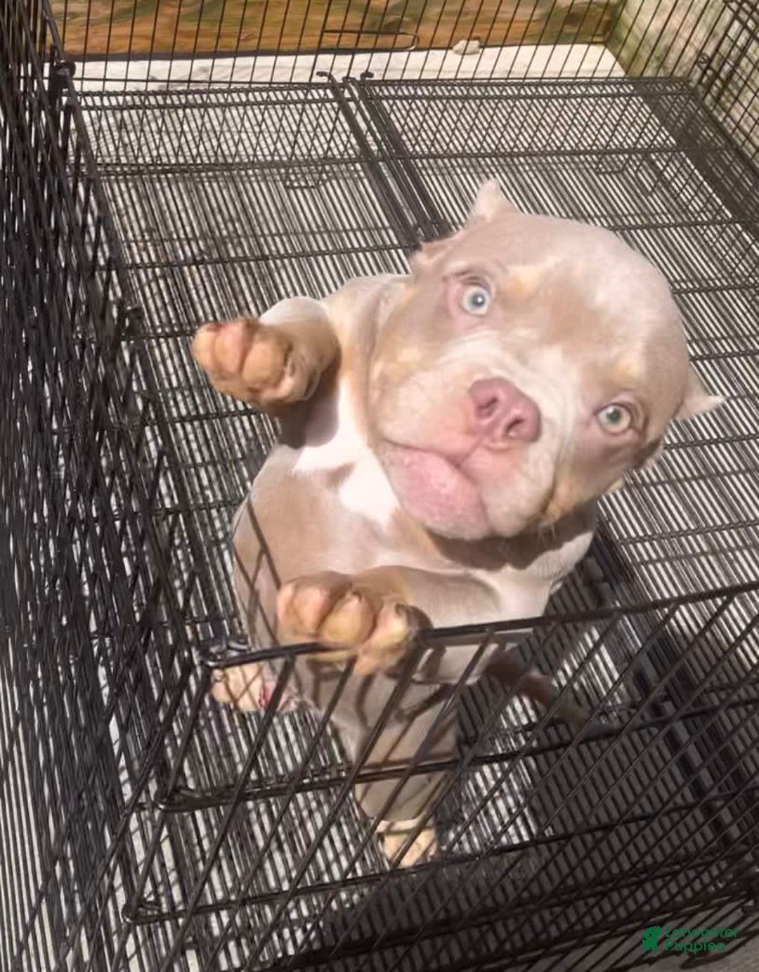 American Bully dogs for sale: Lance - Image 14