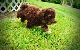 Havapoo dogs for sale: Tucker - Image 6