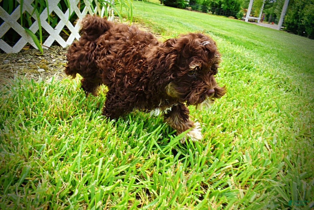 Havapoo dogs for sale: Tucker - Image 6