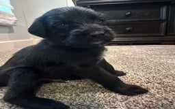 Cane Corso dogs for sale: Kane - Listing for pets: Kane, Luna, Samson, Lily, Scarlett, Max, Cookie, Jack - Image 2